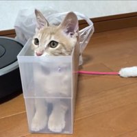調整するひのきちゃん