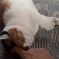 床でゴロン