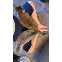 膝に乗る猫たち