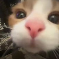 猫の顔アップ