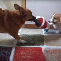サンタを取り合う犬