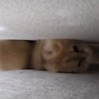 隙間に挟まる猫
