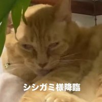 焦点が定まらない猫