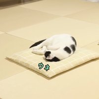 ウネ