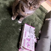 ズタボロのティッシュ箱の横に座る猫