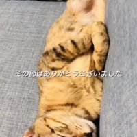 ソファで眠る保護猫