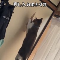 ふすまの破れている部分に触っている猫