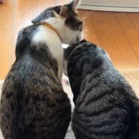 お座りしている右の猫の毛づくろいをしている左の猫