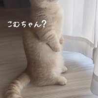 「こむちゃん？」のテロップ写真