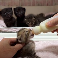 見守る猫
