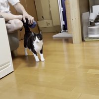 お父さんの足にじゃれる猫の写真3