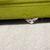 ソファの下で遊ぶ子猫
