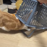 罠に入る猫の写真