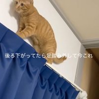 正面を向く猫