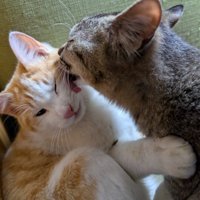 キジトラが茶白の頬を舐める