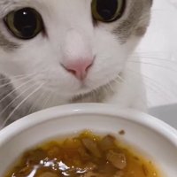 ご飯を見る猫