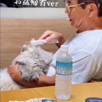 猫のブラッシング2