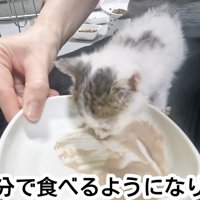 ペーストのごはんを食べる子猫