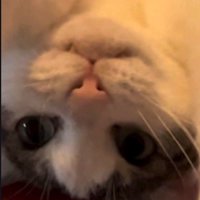 へそ天中の猫の顔アップ