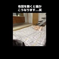 身を低くした姿勢