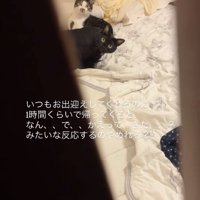 ドアの隙間からカメラを見つめる2匹の猫（引き・中央見切れ）
