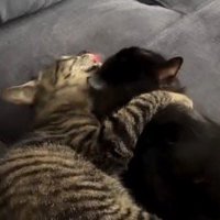 黒猫の頭を毛繕いするキジトラ猫