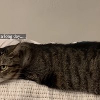飼い主さんの横で眠るノブくん 