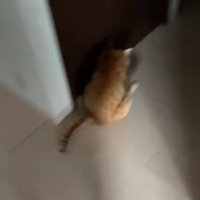 おしり歩きする猫