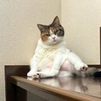 階段でおっさん座りする猫