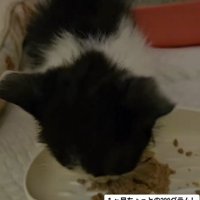 皿に顔を近づけてごはんを食べる子猫