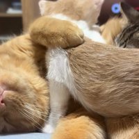 茶トラ猫のお腹の上に乗ってくる子猫たち
