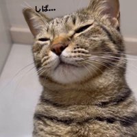 まばたきをする猫