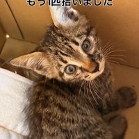 ダンボール箱の中にいる子猫