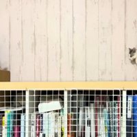やんのかステップを始めた2匹の子猫