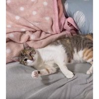 ベッドの上の猫