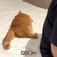 あらま…