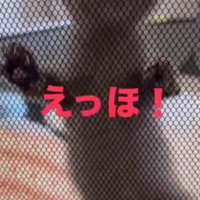 足を器用に動かしてサークルの上の方へ登っていく子猫