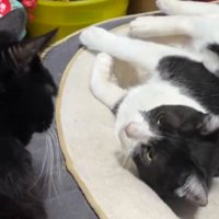 ハッとした表情を浮かべるハチワレ猫のアップ