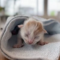 タオルにくるまれた子猫