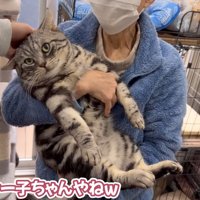 抱っこされなでられる猫