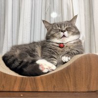 寝ている猫
