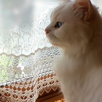 横から見た猫
