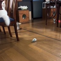カメラの方に向かってくる子猫たち