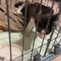 ボロボロの子猫