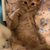 へそ天の茶トラ