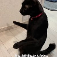 二本足で立つ猫