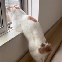 窓の外を眺める猫
