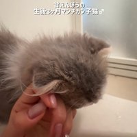 スリスリする猫