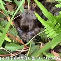 草むらの猫