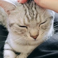 目を閉じた猫：